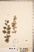  (Cotoneaster laxiflorus - CCDB-18317-D02)  @11 [ ] Copyright (2015) Deb Metsger Royal Ontario Museum
