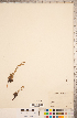  (Chamaerhodos - CCDB-18317-B02)  @11 [ ] Copyright (2015) Deb Metsger Royal Ontario Museum