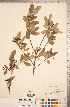  ( - CCDB-18317-H03)  @11 [ ] Copyright (2015) Deb Metsger Royal Ontario Museum