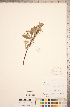  ( - CCDB-18317-G03)  @11 [ ] Copyright (2015) Deb Metsger Royal Ontario Museum