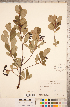  ( - CCDB-18317-F03)  @11 [ ] Copyright (2015) Deb Metsger Royal Ontario Museum