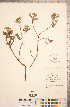  ( - CCDB-18317-E03)  @11 [ ] Copyright (2015) Deb Metsger Royal Ontario Museum
