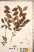  ( - CCDB-18317-D03)  @11 [ ] Copyright (2015) Deb Metsger Royal Ontario Museum