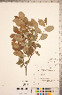  ( - CCDB-18317-C03)  @11 [ ] Copyright (2015) Deb Metsger Royal Ontario Museum