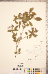  ( - CCDB-18317-B03)  @11 [ ] Copyright (2015) Deb Metsger Royal Ontario Museum