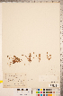  ( - CCDB-18317-A03)  @11 [ ] Copyright (2015) Deb Metsger Royal Ontario Museum