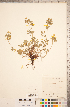  ( - CCDB-18317-D04)  @11 [ ] Copyright (2015) Deb Metsger Royal Ontario Museum
