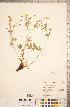  ( - CCDB-18317-C04)  @11 [ ] Copyright (2015) Deb Metsger Royal Ontario Museum