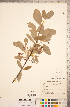  ( - CCDB-18317-G07)  @11 [ ] Copyright (2015) Deb Metsger Royal Ontario Museum