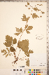  ( - CCDB-18317-B07)  @11 [ ] Copyright (2015) Deb Metsger Royal Ontario Museum