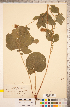  ( - CCDB-18317-A07)  @11 [ ] Copyright (2015) Deb Metsger Royal Ontario Museum