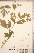  ( - CCDB-18317-H08)  @11 [ ] Copyright (2015) Deb Metsger Royal Ontario Museum