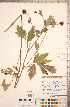  ( - CCDB-18317-G08)  @11 [ ] Copyright (2015) Deb Metsger Royal Ontario Museum