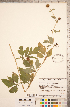  ( - CCDB-18317-E08)  @11 [ ] Copyright (2015) Deb Metsger Royal Ontario Museum