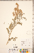  ( - CCDB-20330-C01)  @11 [ ] Copyright (2015) Deb Metsger Royal Ontario Museum