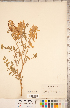  ( - CCDB-20330-G02)  @11 [ ] Copyright (2015) Deb Metsger Royal Ontario Museum
