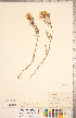  (Astragalus pectinatus - CCDB-20330-B02)  @11 [ ] Copyright (2015) Deb Metsger Royal Ontario Museum