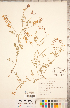  ( - CCDB-20330-H03)  @11 [ ] Copyright (2015) Deb Metsger Royal Ontario Museum