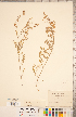  ( - CCDB-20330-G03)  @11 [ ] Copyright (2015) Deb Metsger Royal Ontario Museum
