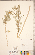  ( - CCDB-20330-H04)  @11 [ ] Copyright (2015) Deb Metsger Royal Ontario Museum