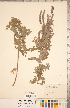  ( - CCDB-20330-E04)  @11 [ ] Copyright (2015) Deb Metsger Royal Ontario Museum