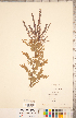  ( - CCDB-20330-D04)  @11 [ ] Copyright (2015) Deb Metsger Royal Ontario Museum