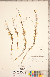  ( - CCDB-20330-E05)  @11 [ ] Copyright (2015) Deb Metsger Royal Ontario Museum