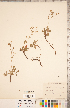  ( - CCDB-20330-G06)  @11 [ ] Copyright (2015) Deb Metsger Royal Ontario Museum