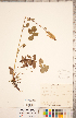  ( - CCDB-20330-E06)  @11 [ ] Copyright (2015) Deb Metsger Royal Ontario Museum