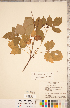  ( - CCDB-20330-H07)  @11 [ ] Copyright (2015) Deb Metsger Royal Ontario Museum