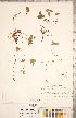  ( - CCDB-20330-G07)  @11 [ ] Copyright (2015) Deb Metsger Royal Ontario Museum
