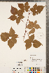  ( - CCDB-20330-E07)  @11 [ ] Copyright (2015) Deb Metsger Royal Ontario Museum