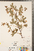  ( - CCDB-20330-D07)  @11 [ ] Copyright (2015) Deb Metsger Royal Ontario Museum
