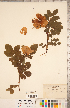  ( - CCDB-20330-A07)  @11 [ ] Copyright (2015) Deb Metsger Royal Ontario Museum