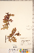  ( - CCDB-20330-H08)  @11 [ ] Copyright (2015) Deb Metsger Royal Ontario Museum