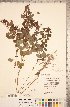  ( - CCDB-20330-G11)  @11 [ ] Copyright (2015) Deb Metsger Royal Ontario Museum