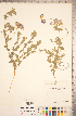  ( - CCDB-20330-E11)  @11 [ ] Copyright (2015) Deb Metsger Royal Ontario Museum