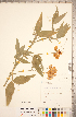  ( - CCDB-20330-B11)  @11 [ ] Copyright (2015) Deb Metsger Royal Ontario Museum