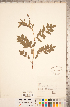  ( - CCDB-20330-A11)  @11 [ ] Copyright (2015) Deb Metsger Royal Ontario Museum