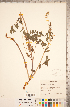  ( - CCDB-20330-H12)  @11 [ ] Copyright (2015) Deb Metsger Royal Ontario Museum