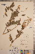  ( - CCDB-20330-G12)  @11 [ ] Copyright (2015) Deb Metsger Royal Ontario Museum