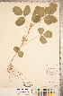  ( - CCDB-20330-B12)  @11 [ ] Copyright (2015) Deb Metsger Royal Ontario Museum