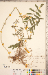 (Galega - CCDB-20331-G01)  @11 [ ] Copyright (2015) Deb Metsger Royal Ontario Museum