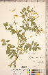  ( - CCDB-20331-F01)  @11 [ ] Copyright (2015) Deb Metsger Royal Ontario Museum