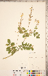  ( - CCDB-20331-E01)  @11 [ ] Copyright (2015) Deb Metsger Royal Ontario Museum