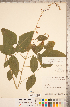  ( - CCDB-20331-A02)  @11 [ ] Copyright (2015) Deb Metsger Royal Ontario Museum