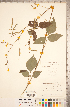  ( - CCDB-20331-G03)  @11 [ ] Copyright (2015) Deb Metsger Royal Ontario Museum
