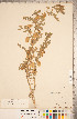  (Cicer arietinum - CCDB-20331-D04)  @11 [ ] Copyright (2015) Deb Metsger Royal Ontario Museum