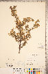  ( - CCDB-20331-C04)  @11 [ ] Copyright (2015) Deb Metsger Royal Ontario Museum