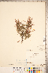  ( - CCDB-20331-B04)  @11 [ ] Copyright (2015) Deb Metsger Royal Ontario Museum